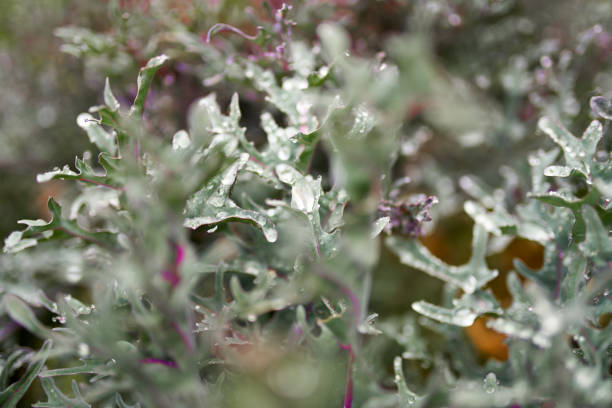 spiky purple ornamental cabbage with leaves in green and purple shades close-up view in autumn. - garden decoration stock pictures, royalty-free photos & images