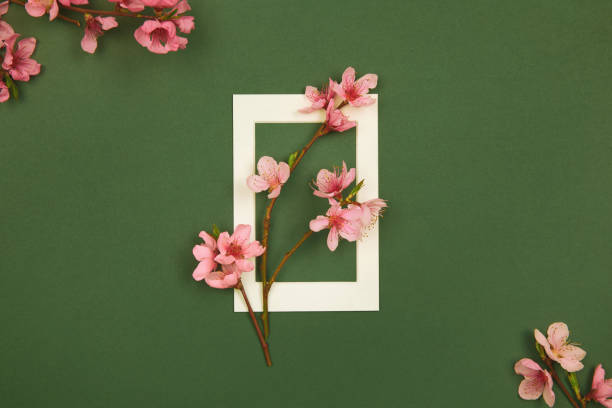 spring flowers border design - branches of pink and white peach, cherry and apricot flowers blossom on dark green background with white picture frame, flat lay, copy space. - garden decoration stock pictures, royalty-free pho