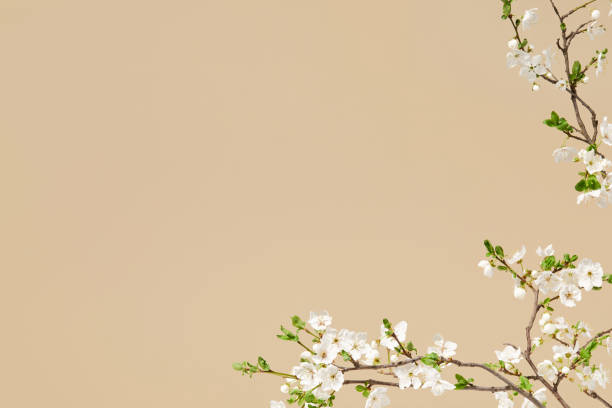 spring flowers design - branches of white cherry blossom isolated on pastel cream beige background with copy space. - garden decoration stock pictures, royalty-free photos & images