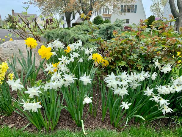 spring garden - garden decoration stock pictures, royalty-free photos & images