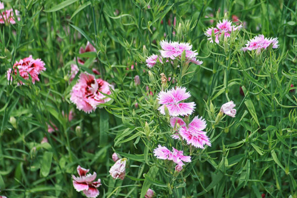 springtime - garden decoration stock pictures, royalty-free photos & images