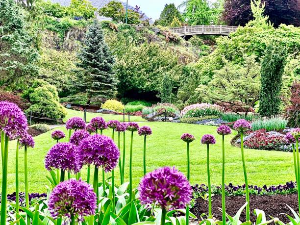 springtime flowers - garden decoration stock pictures, royalty-free photos & images