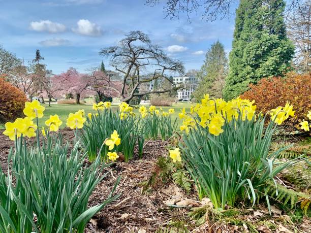 springtime in queen elizabeth park - garden decoration stock pictures, royalty-free photos & images