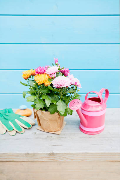 still life of potted colorful chrysanthemum plants and pink watering can in front of blue painted wooden wall in summer - garden decoration stock pictures, royalty-free photos & images