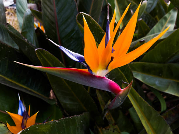 strelitzia reginae bird of paradise flower in the island of la palma. - garden decoration stock pictures, royalty-free photos & images