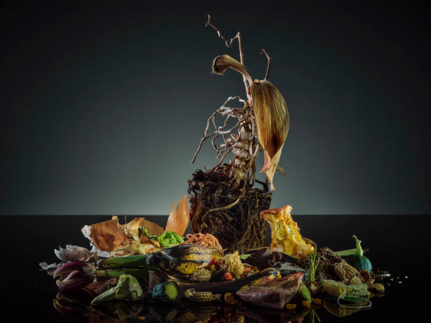 studio shot of organic waste - food stock pictures, royalty-free photos & images