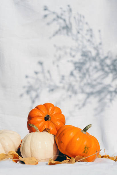 stylish minimalistic composition with small pumpkins on a white fabric. autumn atmosphere. thanksgiving. hello, autumn. halloween. festive background. eco. eco-friendly. - garden decoration stock pictures, royalty-free photos