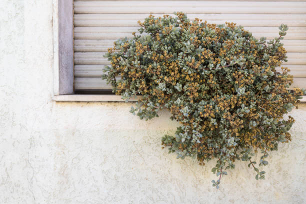 succulent on window sill - garden decoration stock pictures, royalty-free photos & images