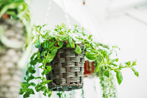 succulent plant hanging at home - garden decoration stock pictures, royalty-free photos & images