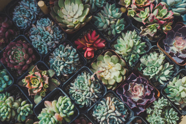 succulent plants - garden decoration stock pictures, royalty-free photos & images