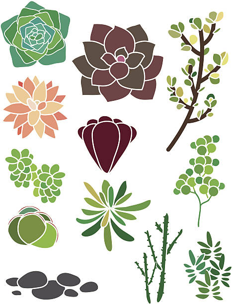 succulent spring garden - garden decoration stock illustrations