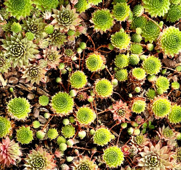 succulents - garden decoration stock pictures, royalty-free photos & images