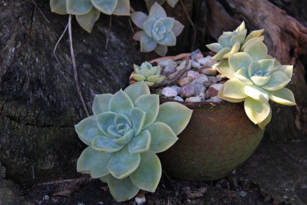 succulents 4 by charissa lotter (de scande) - garden decoration stock pictures, royalty-free photos & images
