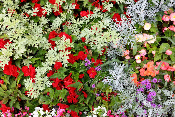 summer flowerbed with annual plants - garden decoration stock pictures, royalty-free photos & images