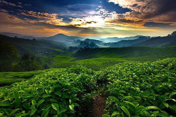 sunrise over tea farm - coffee stock pictures, royalty-free photos & images