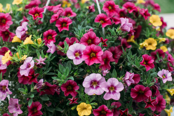 "surfinia" petunia flowers in three colors. - garden decoration stock pictures, royalty-free photos & images