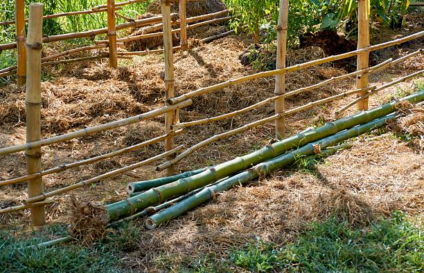 sustainable bamboo materials in agricultural setting - garden decoration stock pictures, royalty-free photos & images