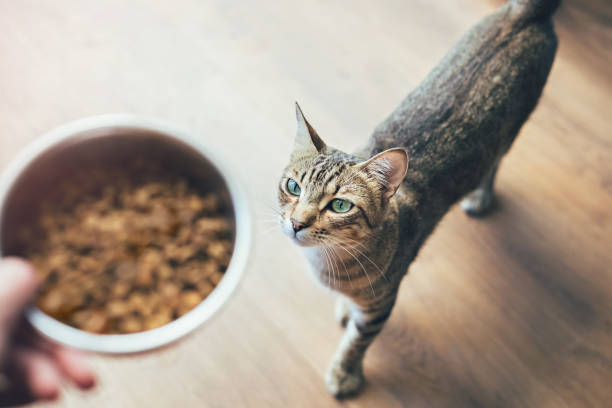 tabby cat looking at hand holding food - food stock pictures, royalty-free photos & images