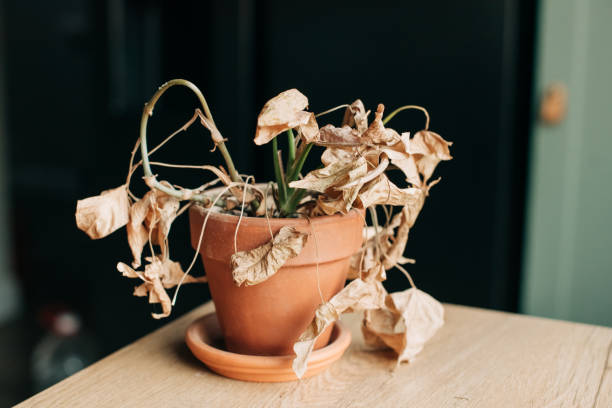 take care of household plants and flowers. houseplant got yellow and dry. palm loosing dead yellow leaves - garden decoration stock pictures, royalty-free photos & images