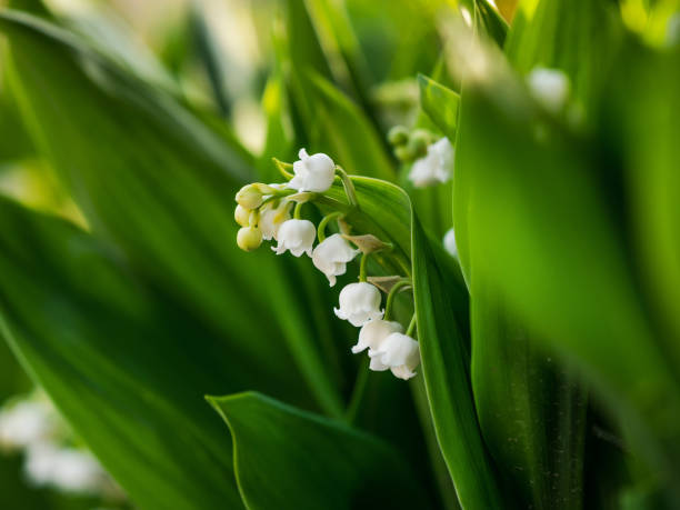 tender white lilies of the valley on a background of green leaves. spring macro landscape. france - garden decoration stock pictures, royalty-free photos & images