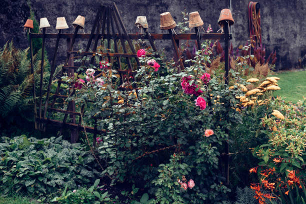 terracotta flower pots as an earwig trap surrounded by a beautiful rose hedge in a garden - garden decoration stock pictures, royalty-free photos & images