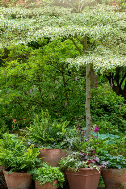terracotta pots planted with fern and grasses forming a garden feature - garden decoration stock pictures, royalty-free photos & images