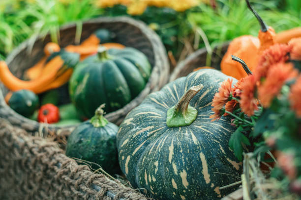 thanksgiving and halloween pumpkins decor - garden decoration stock pictures, royalty-free photos & images