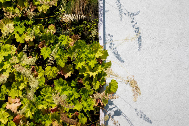 The facade of a residential building in Berlin Kreuzberg is planted as a Vertical Garden on August 15, 2024 in Berlin, Germany. The greenery of house...