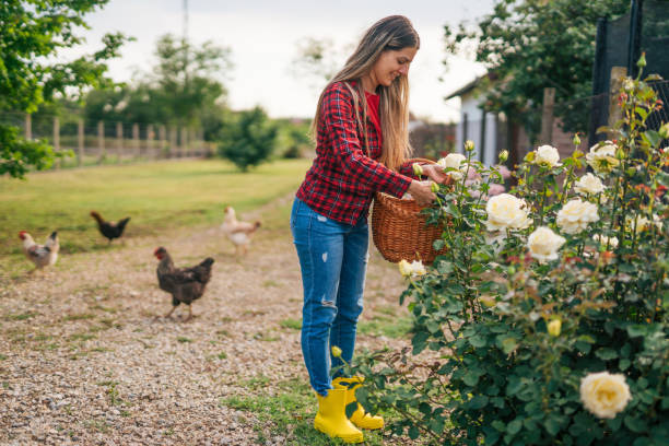 the female gardener picks white roses in a bucket - garden decoration stock pictures, royalty-free photos & images