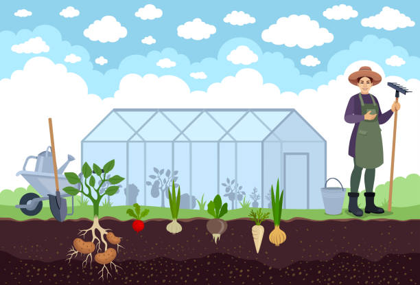 the gardener standing proudly in front of her greenhouse filled with vegetables. greenhouse for growing plants. - garden decoration stock illustrations