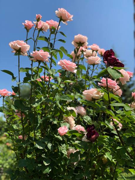 the light pink and red roses bouqet in bloom at the botanical garden when blossom time and romantic moments - garden decoration stock pictures, royalty-free photos & images