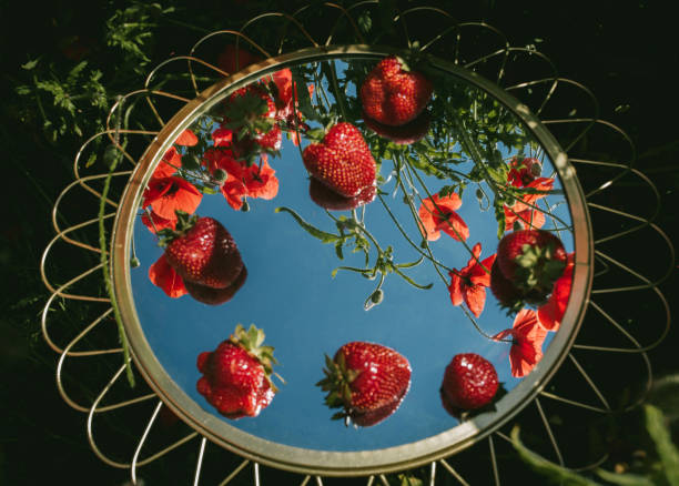 there are strawberries on the mirror in a poppy field - garden decoration stock pictures, royalty-free photos & images
