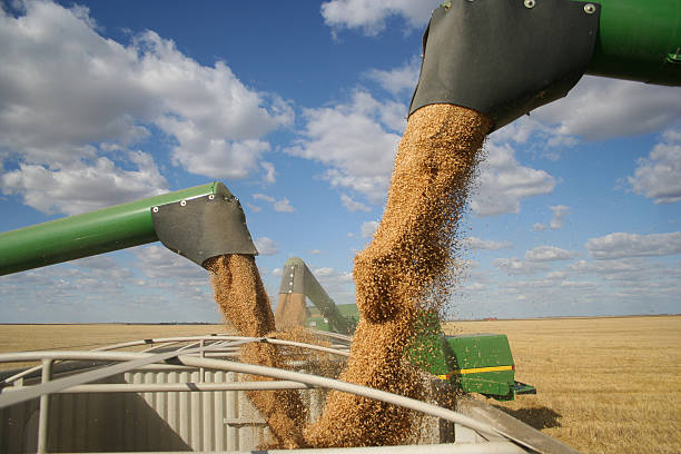 three combines pour grain into one truck hopper at harvest - food stock pictures, royalty-free photos & images