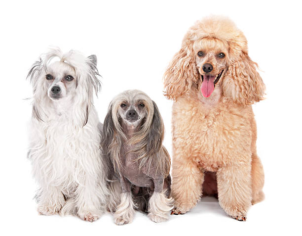 three dogs - hairstyle stock pictures, royalty-free photos & images