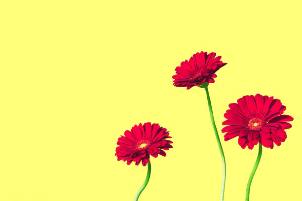 three red gerbera daisies flowers isolated on solid yellow background with copy space - garden decoration stock pictures, royalty-free photos & images