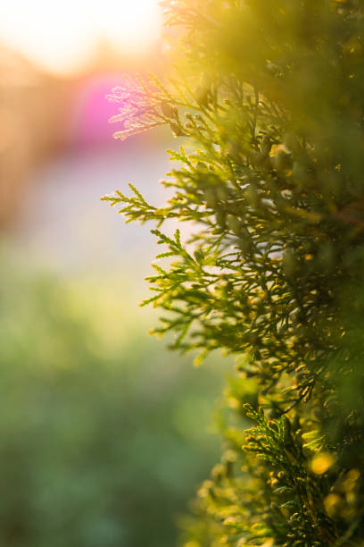 thuja grows in garden against background of sunset in summer - garden decoration stock pictures, royalty-free photos & images
