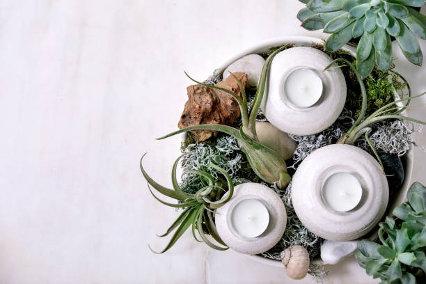 tillandsia air and different succulent plant in ceramic pots - garden decoration stock-fotos und bilder