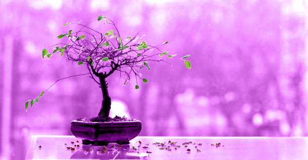 time - bonsai - garden decoration stock pictures, royalty-free photos & images