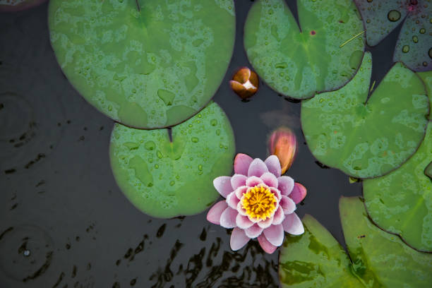 top view of water lily flower and leaves - garden decoration stock pictures, royalty-free photos & images