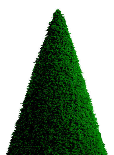 topiary christmas tree - garden decoration stock illustrations