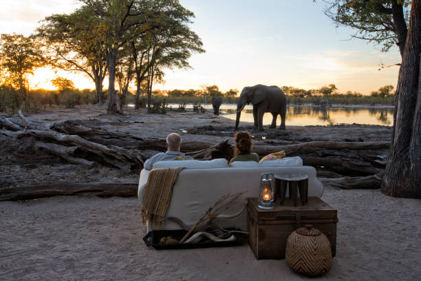 tourists sitting at sundown watching an elephant drinking at the waterhole in front of a safari lodge - travel stock pictures, royalty-free photos & images