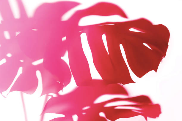 trendy shadow of tropical leaves of monstera philodendron in viva magenta color of the year 2023 on white background, isolated. - home decoration stock pictures, royalty-free photos & images