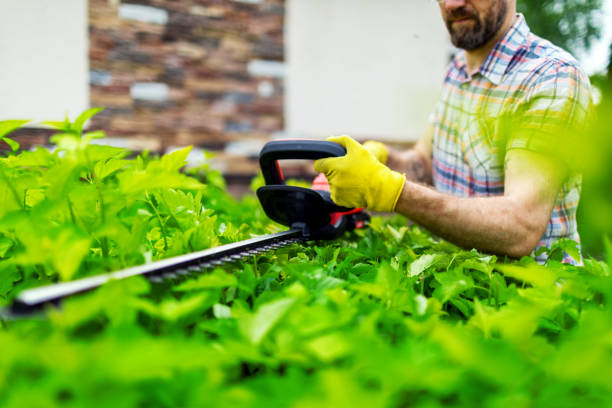 trimming bushes - garden decoration stock pictures, royalty-free photos & images