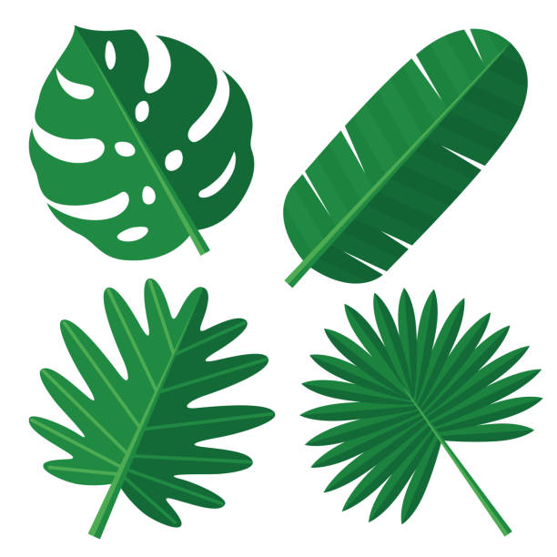 tropical leaves - garden decoration stock illustrations