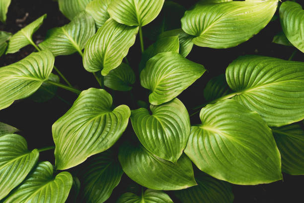 tropical leaves, abstract green leaves texture, nature backgrou - garden decoration stock pictures, royalty-free photos & images