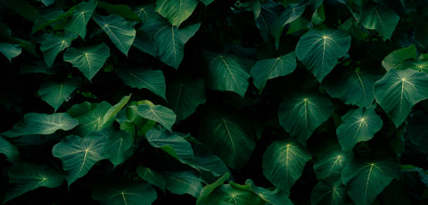 tropical leaves flower on dark tropical foliage nature background dark green foliage nature - garden decoration stock pictures, royalty-free photos & images