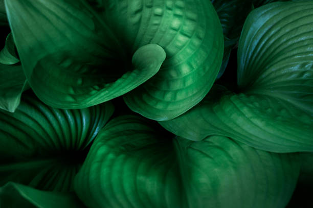 tropical leaves on dark tropical foliage nature background dark green foliage nature - garden decoration stock pictures, royalty-free photos & images