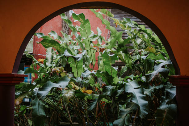 tropical vegetation bacalar - garden decoration stock pictures, royalty-free photos & images