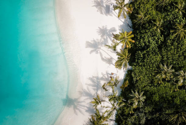 tropisch strand van de eilandpalmboom van hierboven - travel stockfoto's en -beelden