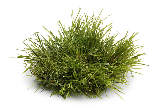 tuft of grass isolated on a white background - garden decoration stock pictures, royalty-free photos & images